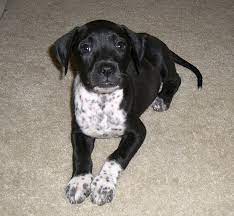 We did not find results for: Dalmatian Cupcakes Dalmatian Mix Lab Mix Puppies Dalmatian