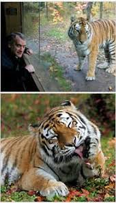 Except for the latter three, these species are able to roar. Alan Rabinowitz Zoologist Gives A Voice To Big Cats In The Wilderness The New York Times