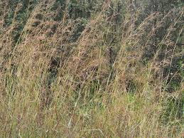 Image result for Hyparrhenia rufa