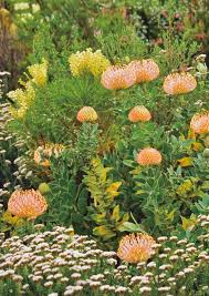 Image result for Chironia laxiflora