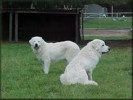 History Of The Great Pyrenees Livestock Guardian Dogs Great Pyrenees Livestock Guardian Dog Livestock Guardian