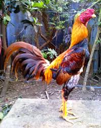 Jual ayam bangkok pukul k.o 2021, pukul saraf, teknik super, kontrol, gancang, cakut, pukul mati, ayam aduan berkulitas 2021 harga terjangkau. Ciri Ciri Kaki Ayam Kuat Dan Pukul Keras Ayam Juara