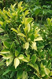 Image result for Fuirena microcarpa