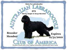 Thank you for your interest in one of our labradoodles. Labradoodle Puppies For Sale Noble Fur Labradoodles