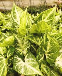 Deshalb sind die bunten frühlingsboten so primeln richtig pflegen. Syngonium Pflege Der Pflanze Pflanzenfreunde Com