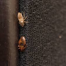 Bed bug inspections in new york have changed for the better. Bed Bug Exterminator Nyc Bed Bug Inspection Nyc Ny Bed Bug Dogs Nyc