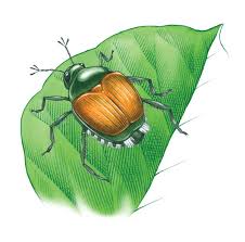How to get rid of japanese beetles. Prevent Japanese Beetle Damage With Pest Control Mother Earth News
