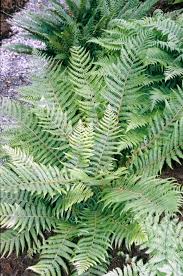 Image result for Dryopteris kilemensis