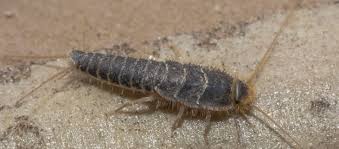 If you see tiny white bugs in your house, they could be any number of pests. Top 10 Household Pests In California 2021 Update The Hitmen