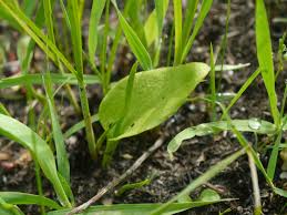 Image result for Ophioglossum gomezianum