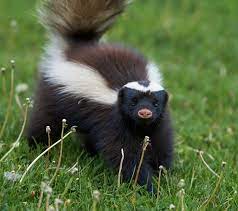 What To Do If Your Dog Is Sprayed By A Skunk Greenbrier Vet