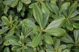 Pittosporum tobira is a broad leaf evergreen shrub featuring deep green and glossy foliage and it does require good drainage. Pitosporo Tobira Pittosporum Tobira Oder Azahar De La China Garten Center Jardinitis