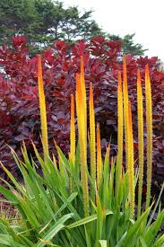Image result for Kniphofia grantii