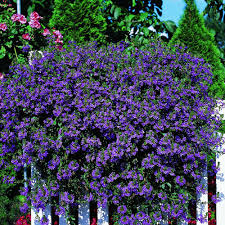 Free shipping on qualified orders. Buy Scaevola Brilliant Plants J Parker Dutch Bulbs