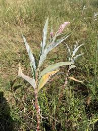 Image result for Persicaria senegalensis