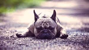 French bulldogs live from 10 to 12 years on average. How To Feed A French Bulldog Petcarerx