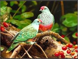 Les oiseaux exotiques (bec droit ou crochu ) forum d'entraide. Documentaire Plus Beaux Oiseaux Dans Le Monde Youtube