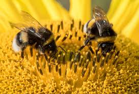 Image result for bees photos