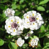 Image result for Lippia oatesii