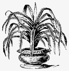 We did not find results for: Pohon Pandan Kartun Hitam Putih Free Transparent Clipart Clipartkey