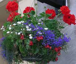 Top selected products and reviews. Hanging Basket Hanging Plants Container Flowers Patio Flowers