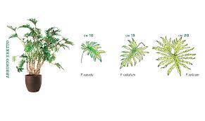 Esistono infatti 50 piante, identificate dalla nasa. Una Pianta Da Riscoprire Il Philodendron Casafacile