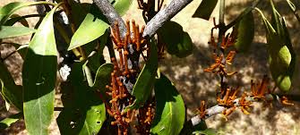 Image result for Agelanthus fuellebornii