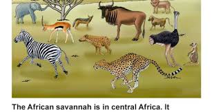 The African Veldt And Savannah Savannah Chat African Herd Of Elephants