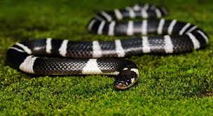 Common Krait A Member Of The Big Four Species In India The Common Krait Is Also Known As The Blue Krait The Common Krait Feeds On O Snake Animals World