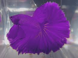 We provide an betta fish purple buying guide, and the information is totally objective and authentic. Betta Fish Color Patterns Live Tropical Fish Live Tropical Fish