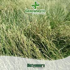 Image result for Urochloa dictyoneura