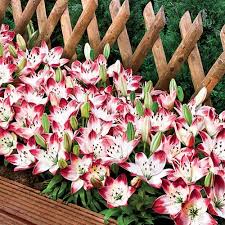 Bloom in early to mid summer. Sugar Baby Carpet Border Lily Brecksbulbs Ca