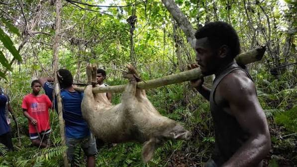 Hunting For Wild Pigs With The Village Boys and Men (Catch, Clean, Cook)🐖🇫🇯