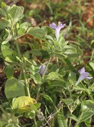 Image result for Ruellia patula