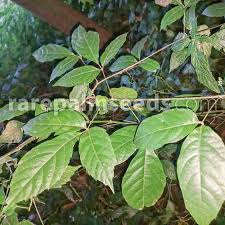 Image result for Allophylus