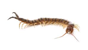 Flies, beetles, and even moths mimic. Myriapods The Many Legged Arthropods