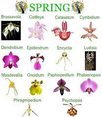 Orchid Repotting Calendar Repotting Orchids Orchid Varieties Orchid Terrarium