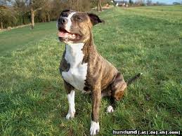 A well put together dog, muscular, but agile and graceful, keenly alive to his surroundings. American Staffordshire Terrier Hunderasse Fotos Hundund De