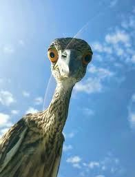 Pin By Ghada Elsayed On صور غريبة Pet Birds Beautiful Birds Animals