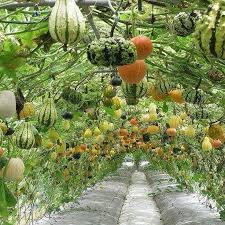 All the poetry of birdsong illustrated in gentle, muted hues, by estelle rebottaro. Esthetique Faire Pousser Les Courges En Hauteur Idees Jardin Jardin Foret Jardinage