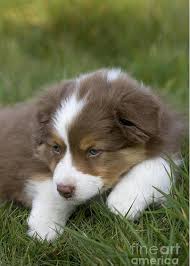 If you're looking for a teacup puppies for sale,teacup puppies for sale near me,teacup yorkie puppies for sale,teacup pomeranian puppies for sale $250,tiny teacup puppies for sale,teacup dogs for sale,tea cup puppy, welcome! Australian Shepherd And Pup Greeting Card For Sale By Jean Louis Klein Marie Luce Hubert