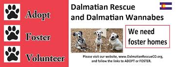 Find dalmatian puppies for sale with pictures from reputable dalmatian breeders. Dalmatian Rescue Of Colorado Inc Home Facebook
