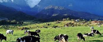 The green view from the farm. Sabah Naturally Desa Dairy Farm 4d3n Sabah Malaysia Land Only Tour Af Travel