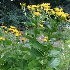 Image result for Inula