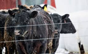 The solar panel was built to endure shock, damage, and harsh weather conditions. Electric Fencing Tips For Winter Weather