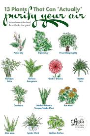 13 Of The Best Plants For Air Quality At Home Lexi S Clean Kitchen Best Plants For Home Cool Plants Plants
