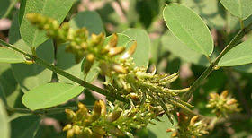 Image result for Indigofera mimosoides