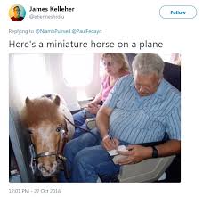 Like delta and united, the changes to southwest's pet policy are mainly focused on service and. Pigs Can T Fly But Miniature Horses Can Southwest Airlines Updates Service Animals Policy American Experiment