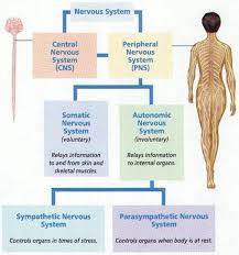 The nervous system is responsible for coordinating the actions and the transmission of sensory information to crabs have a more complicated nervous system in the form of 2 nerve centers called dorsal central nervous system (cns) is often called the central processing unit of the body. Anatomy Nervous System Wiki Scioly Org