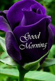 Good Morning Purple Rose Good Morning Roses Good Morning Flowers Good Morning Flowers Rose